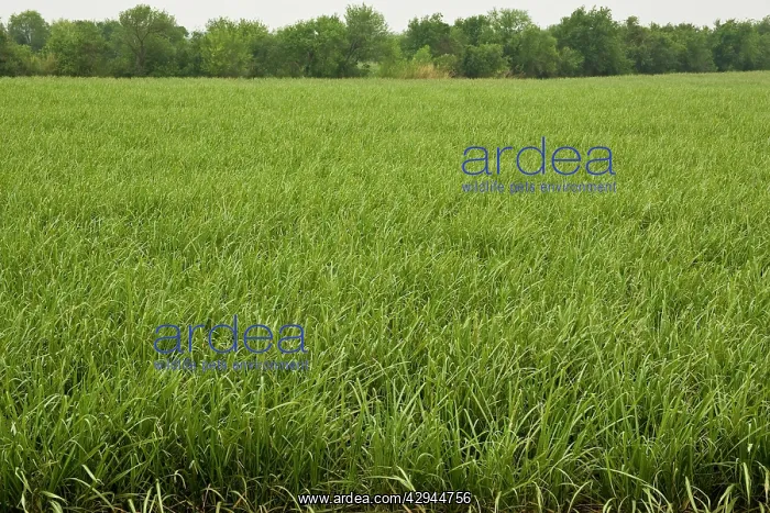  : Sugar Cane