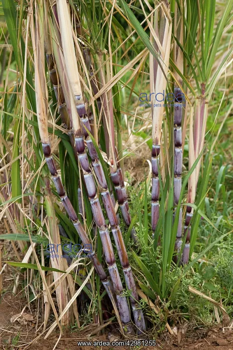 : Sugar Cane : Sugar Cane