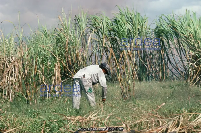 : Sugar cane : Sugar cane