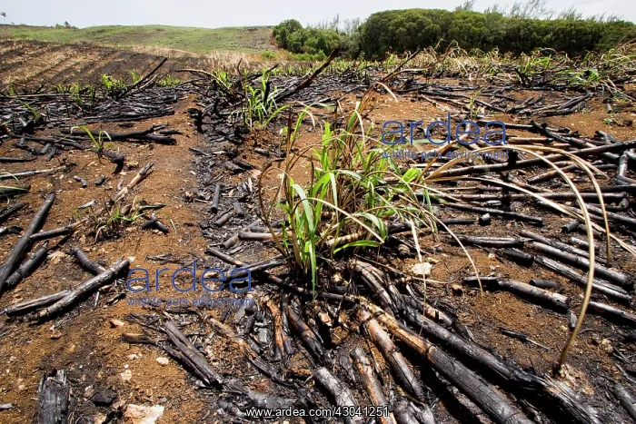 : Sugar cane : Sugar cane