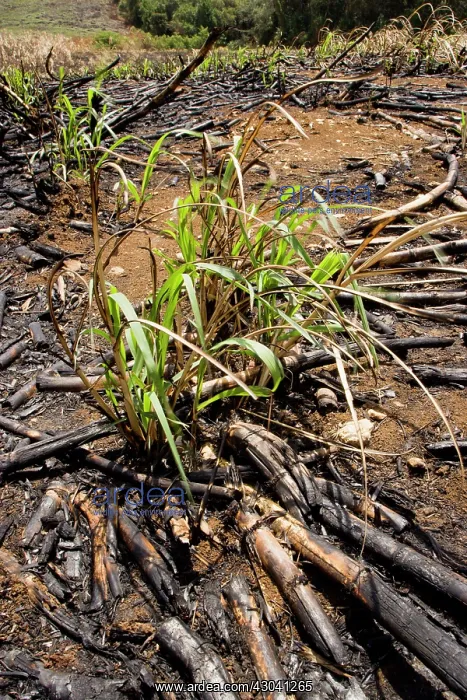 : Sugar cane : Sugar cane