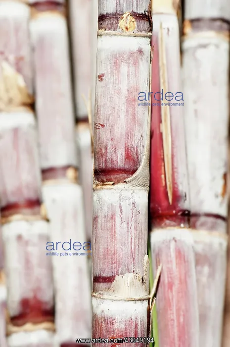 : Sugar cane : Sugar cane