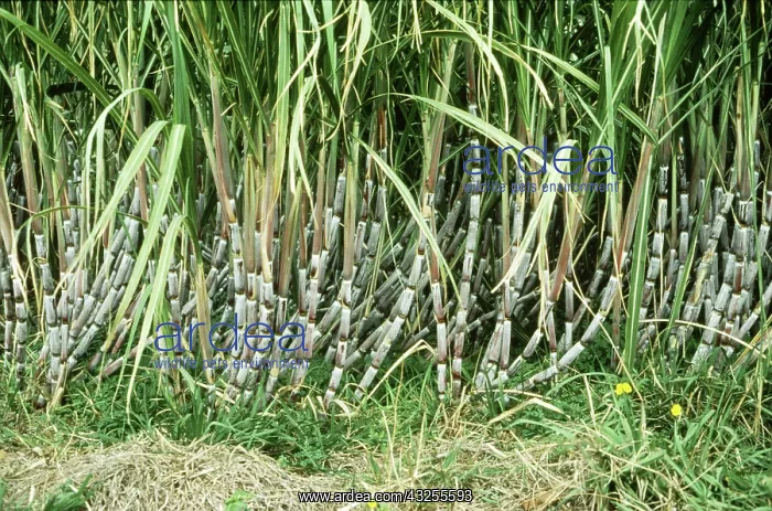: Sugar Cane : Sugar Cane