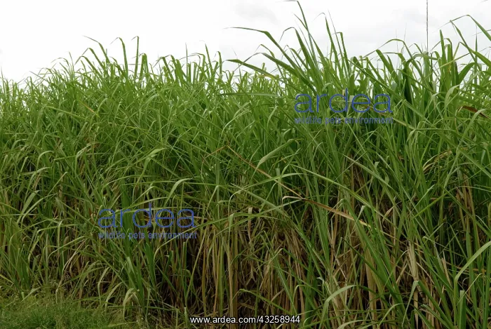 : Sugar Cane : Sugar Cane