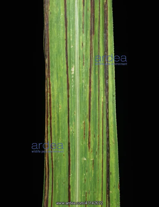 : Sugar cane bacterial blight : Sugar cane bacterial blight