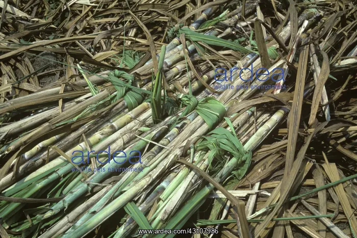 : Sugar cane cut in bundles : Sugar cane cut in bundles