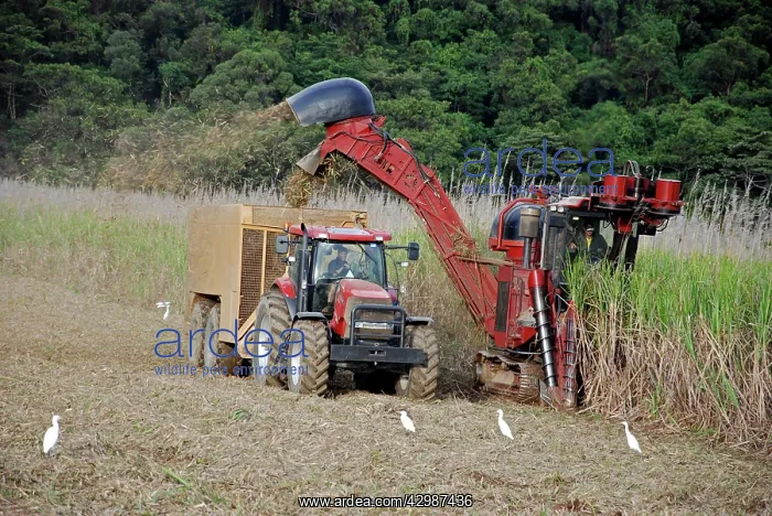 : Sugar Cane harvesting. with egrets in attendance : Sugar Cane harvesting. with egrets in attendance