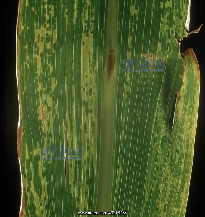 : Sugar cane mosaic virus : Sugar cane mosaic virus