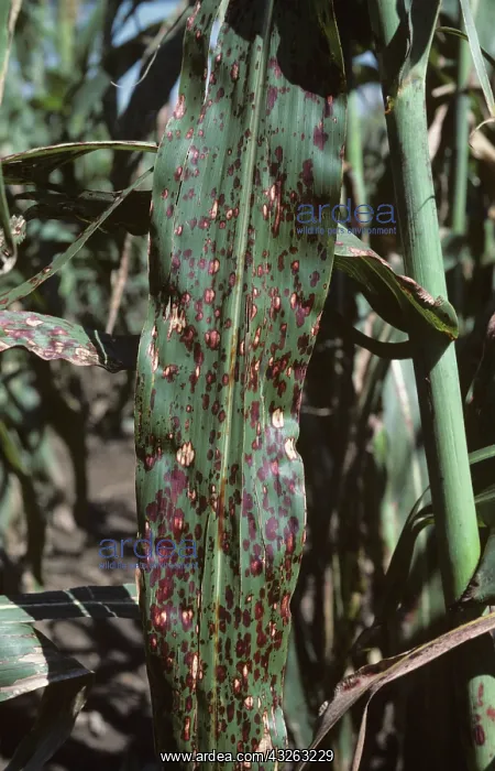 : Sugar Cane Mosaic Virus on Sorghum leaves : Sugar Cane Mosaic Virus on Sorghum leaves