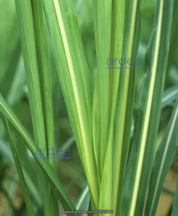 : Sugar Cane Mosaic Virus on Sugar Cane leaves : Sugar Cane Mosaic Virus on Sugar Cane leaves