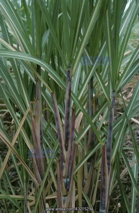 : Sugar Cane (Saccharum officinarum) : Sugar Cane (Saccharum officinarum)