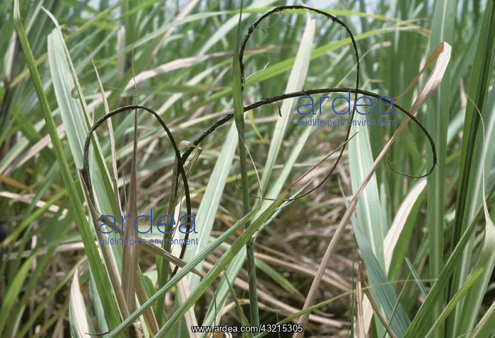 : Sugar Cane Smut (Ustilago scitiminea) : Sugar Cane Smut (Ustilago scitiminea)