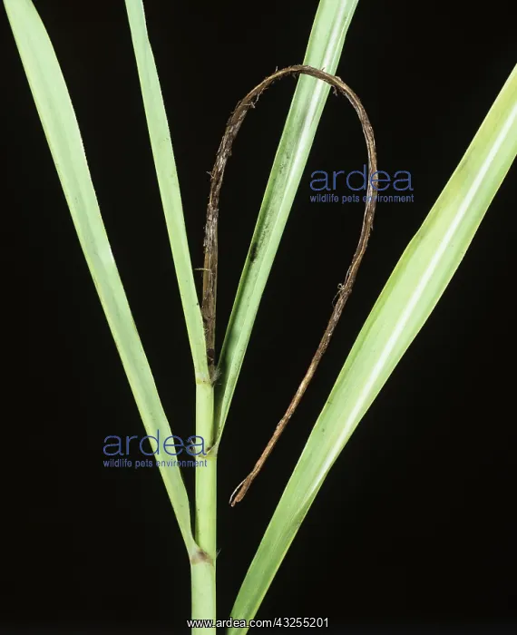 : Sugar Cane Smut (Ustilago scitiminea) whip : Sugar Cane Smut (Ustilago scitiminea) whip