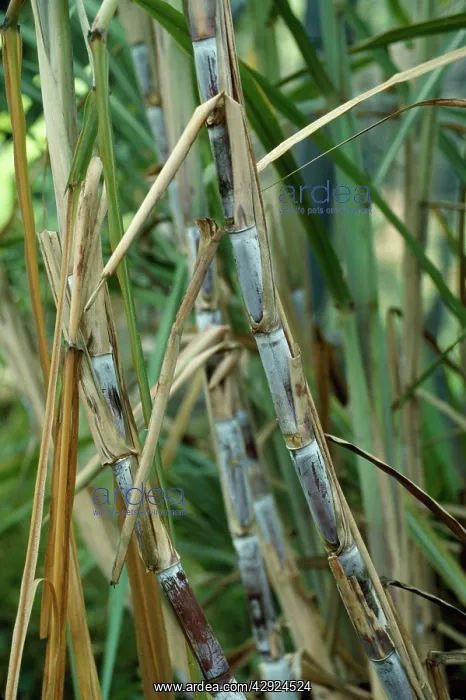 : Sugar Cane - stalks : Sugar Cane - stalks