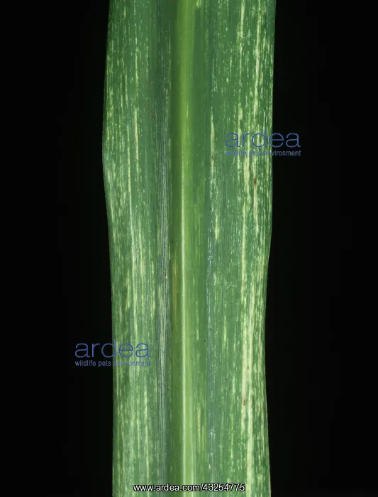 : Sugar cane streak virus : Sugar cane streak virus