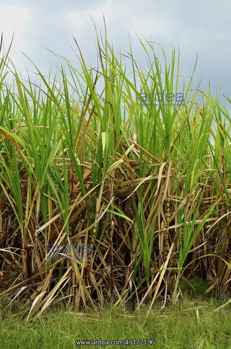 : Sugar cane, Trois-Ilets, Plantation Vatable, Martinique : Sugar cane, Trois-Ilets, Plantation Vatable, Martinique