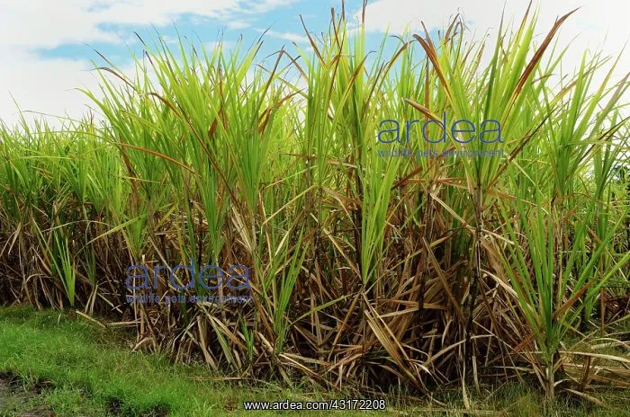 : Sugar cane, Trois-Ilets, Plantation Vatable, Martinique : Sugar cane, Trois-Ilets, Plantation Vatable, Martinique