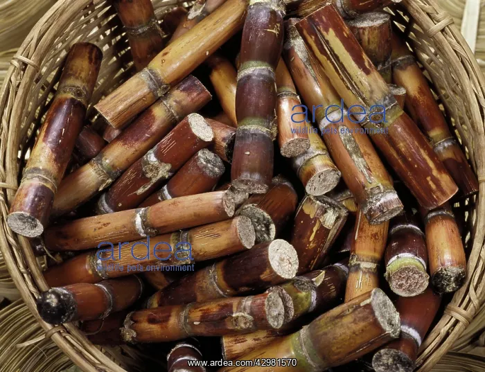 : Sugar Canes - Exotics products for floral compositions : Sugar Canes - Exotics products for floral compositions