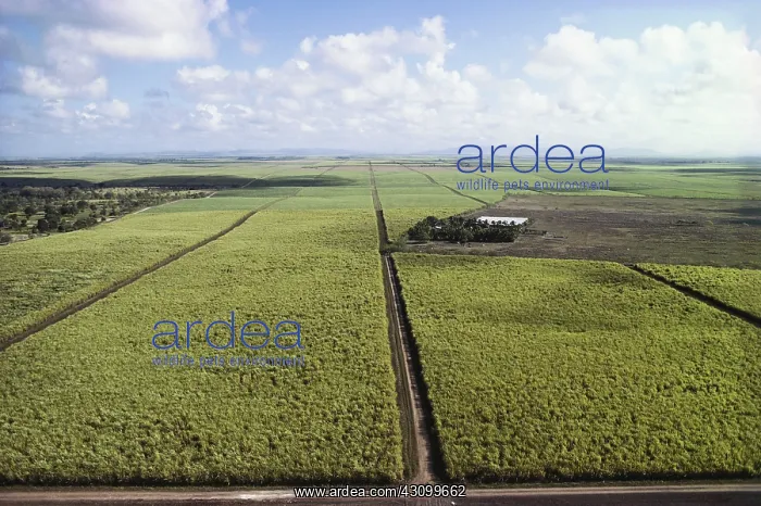 : Sugar Fields, Dominican Republic : Sugar Fields, Dominican Republic