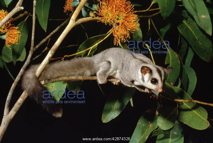 : SUGAR GLIDER : SUGAR GLIDER