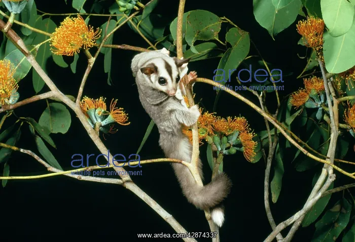 : SUGAR GLIDER - climbing : SUGAR GLIDER - climbing