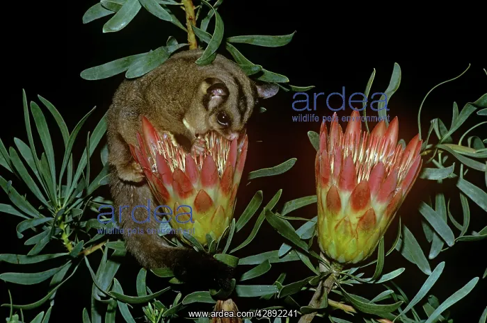 : Sugar Glider - drinking nectar from plant : Sugar Glider - drinking nectar from plant