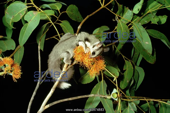 : Sugar Glider - feeding on flower : Sugar Glider - feeding on flower