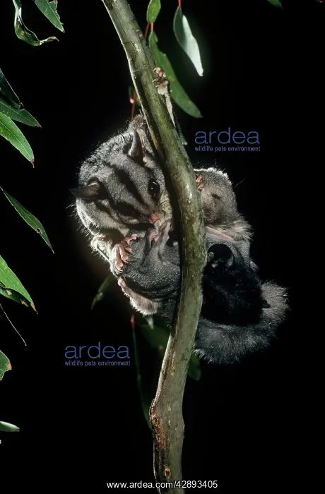  : Sugar Glider - female preening twin young