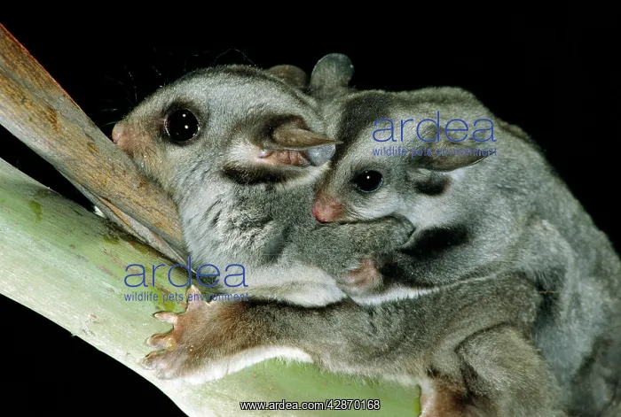  : Sugar Glider - Female with young on back