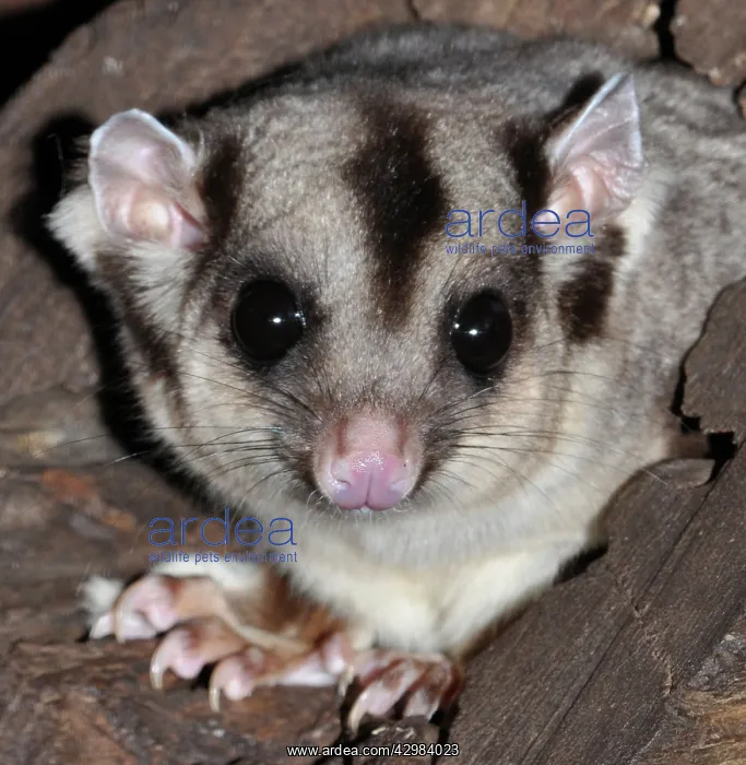 : Sugar Glider / Flying Phalanger : Sugar Glider / Flying Phalanger