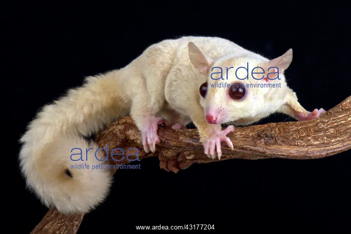 : Sugar glider (Petaurus breviceps) : Sugar glider (Petaurus breviceps)
