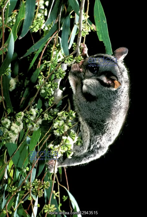 : Sugar glider (Petaurus breviceps) eating eucalypt : Sugar glider (Petaurus breviceps) eating eucalypt