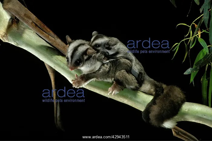 : Sugar glider (Petaurus breviceps) female with : Sugar glider (Petaurus breviceps) female with