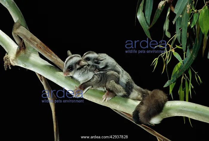 : Sugar glider (Petaurus breviceps) female and young : Sugar glider (Petaurus breviceps) female and young