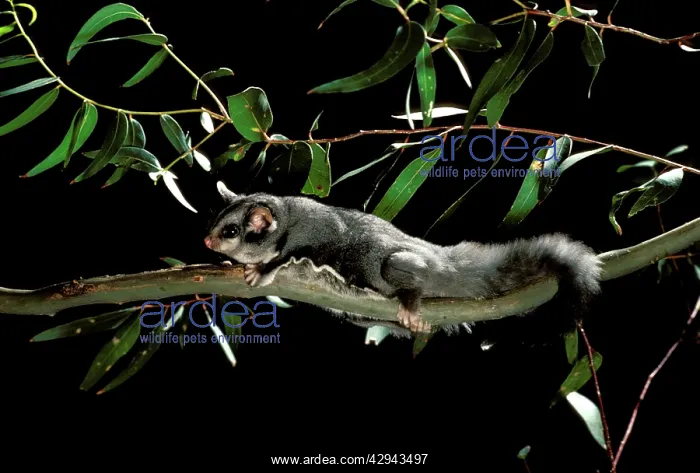 : Sugar glider (Petaurus breviceps) making its way : Sugar glider (Petaurus breviceps) making its way
