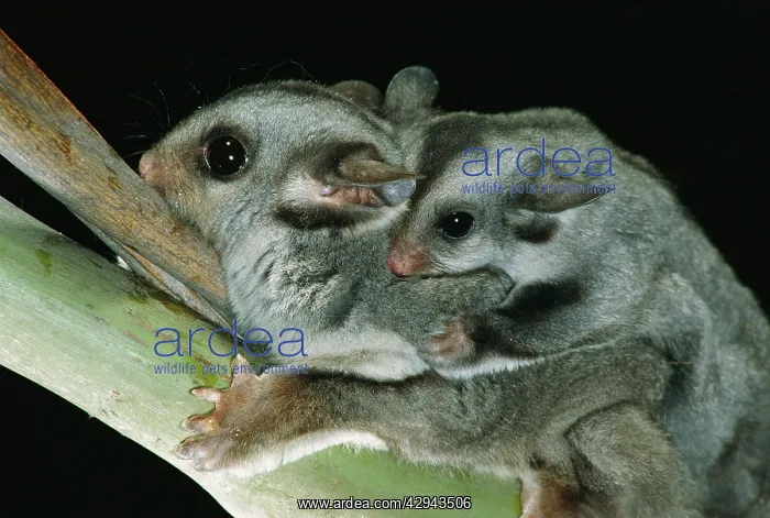 : Sugar glider (petaurus breviceps) with young on : Sugar glider (petaurus breviceps) with young on
