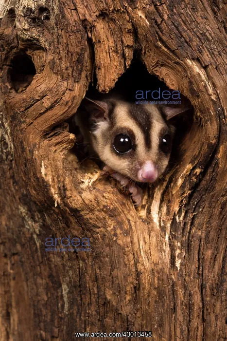 : Sugar Glider in tree hole : Sugar Glider in tree hole