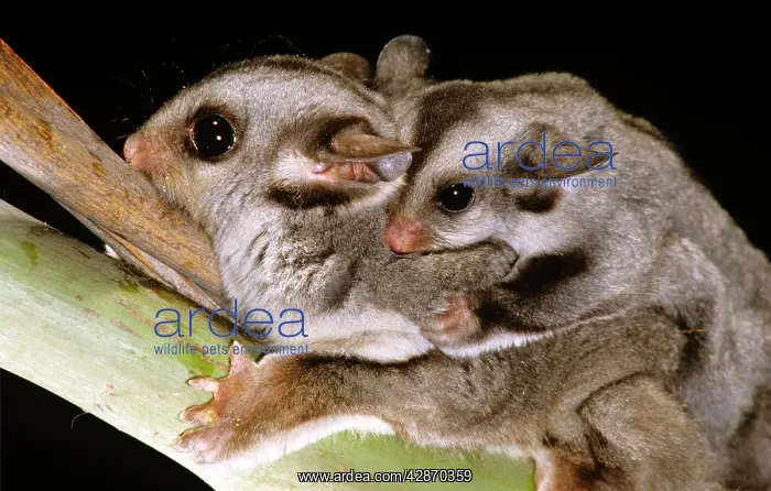  : Sugar Glider - With young on back