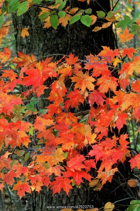 : Sugar Maple : Sugar Maple
