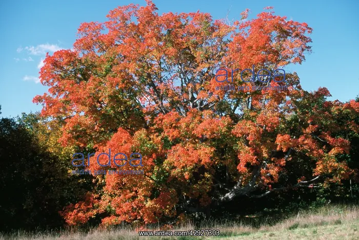  : SUGAR MAPLE