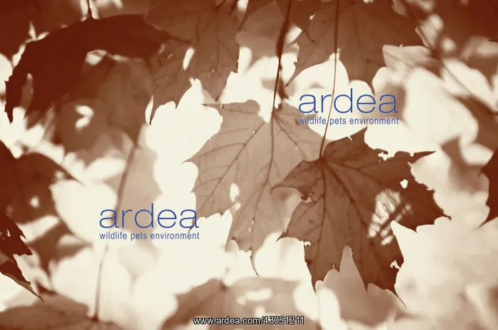 : Sugar maple : Sugar maple