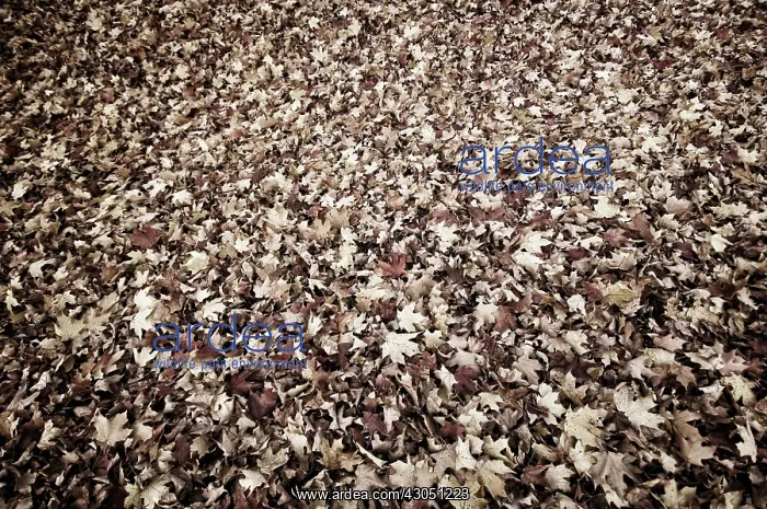 : Sugar maple : Sugar maple