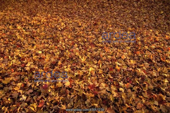 : Sugar maple : Sugar maple