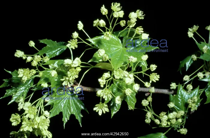 : Sugar MAPLE tree - Flowers : Sugar MAPLE tree - Flowers