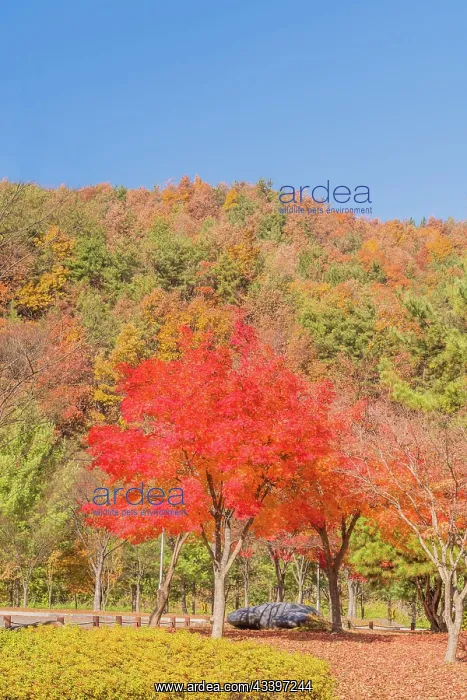 : Sugar maple tree next to walking path covered with : Sugar maple tree next to walking path covered with