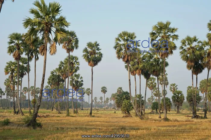 : Sugar Palm Trees - among rice plantation : Sugar Palm Trees - among rice plantation