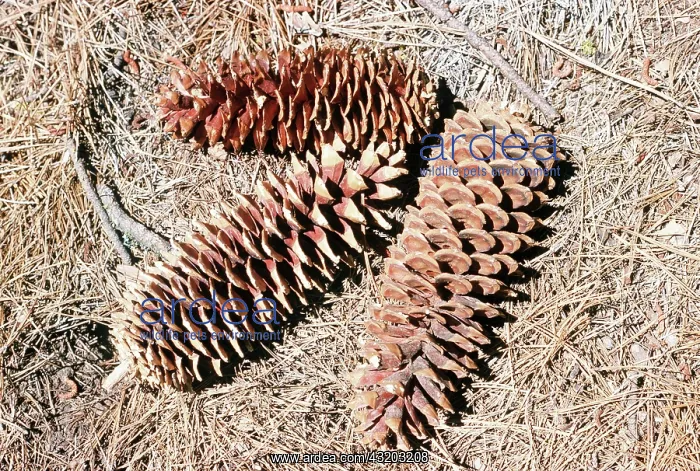 : SUGAR PINE CONES - Close-up x three cones : SUGAR PINE CONES - Close-up x three cones