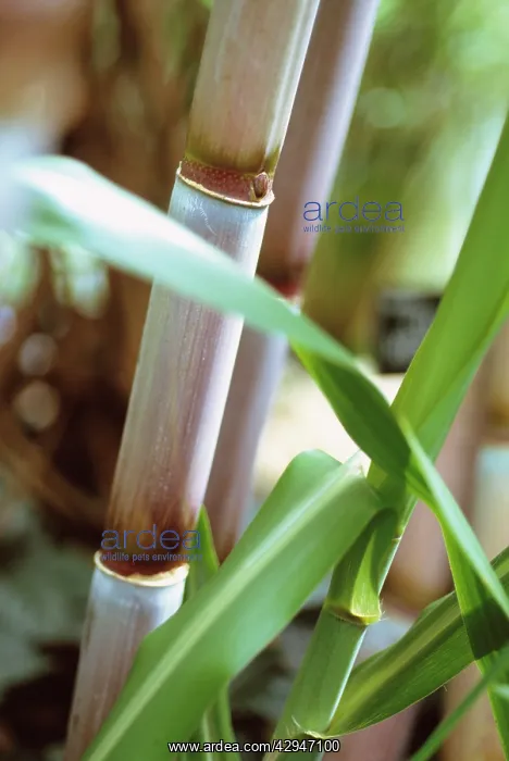 : Sugarcane, Saccharum officinarum : Sugarcane, Saccharum officinarum