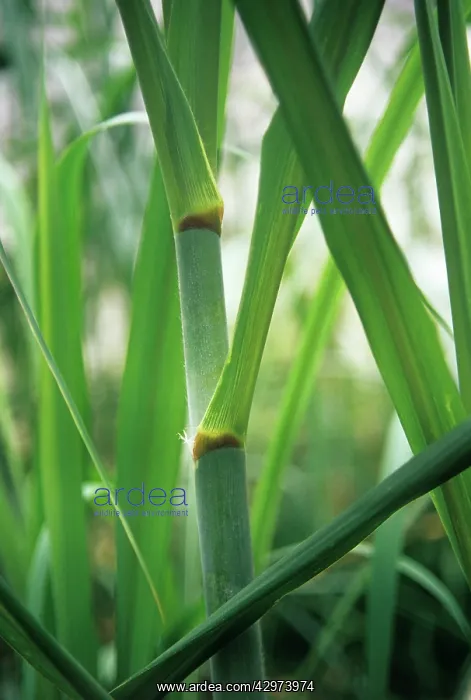 : Sugarcane, Saccharum officinarum : Sugarcane, Saccharum officinarum