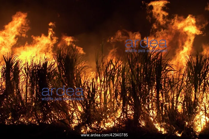 : Sugarcane burning : Sugarcane burning